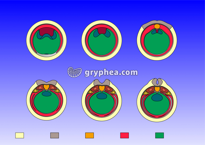 Etapes succcessives de la neurulation chez l'embryon de Batracien - gryphea.com